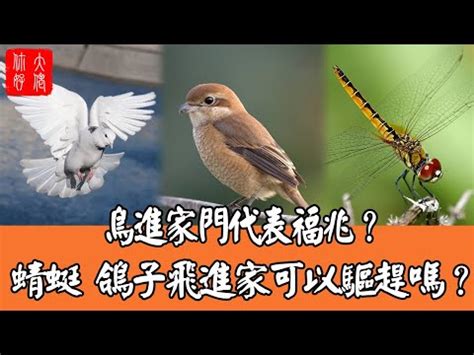 麻雀來家裡|【麻雀飛到家裡】麻雀飛進家有啥神奇預示？竟和財運。